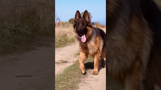 Немецкая овчарка Алматы #germanshepard #немецкаяовчарка
