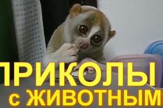 Топ 10 приколов с животными. Смешно, прикольно и немного жести!