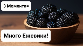 Ежевика уход, размножение, подрезка для крупной сладкой ягоды.