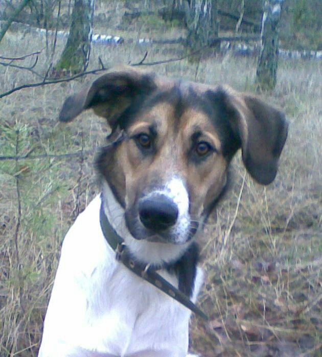 найти собаку 17. найти собаку 17. картинки собак хаски. пропажа собак город воронеж. найти собаку 17.