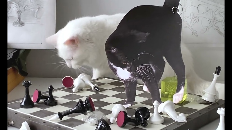 ХОД КОТА