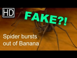 Spider bursts out of a banana - FAKE - explained