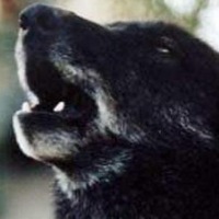 Black Wolf
